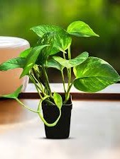 Plant 3